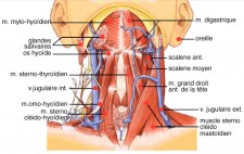 Cancers du larynx (cancers de la gorge)