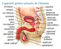 Fonctionnement de la vessie et du système urinaire (BE-FR)